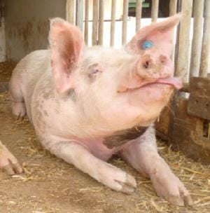 Property building, Animals