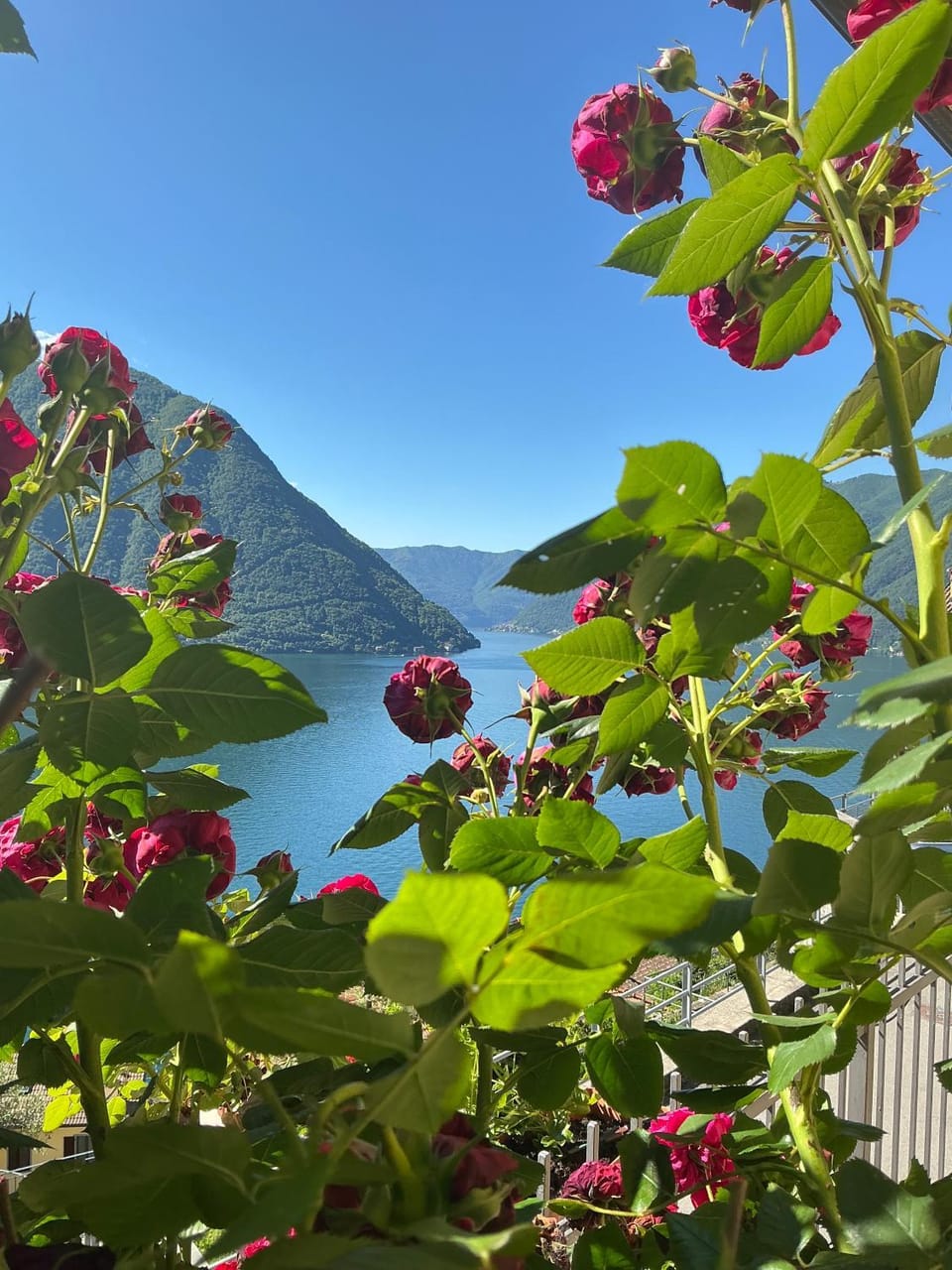 Lake view