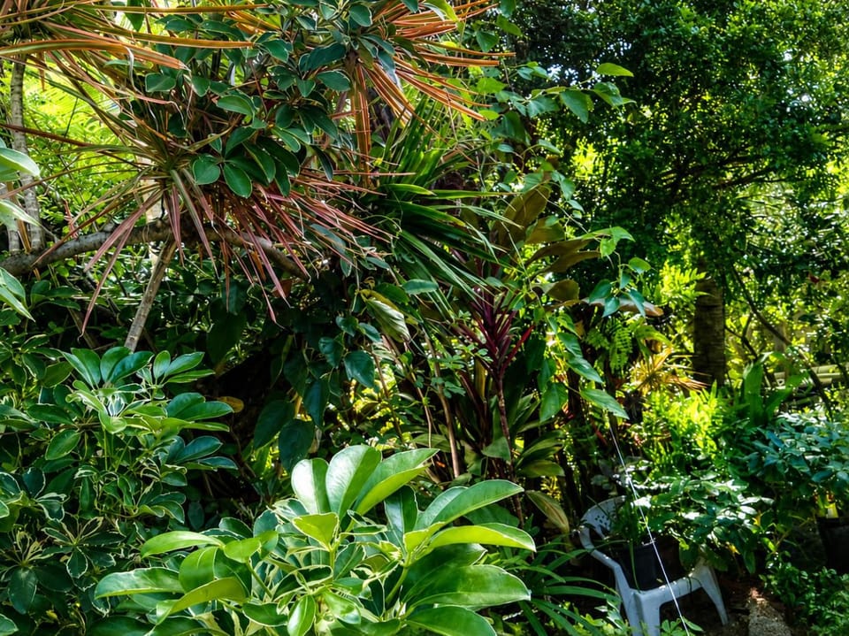 Garden view