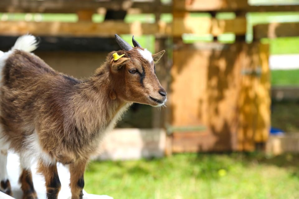 Keilhof Farm Stay in Salzburgerland