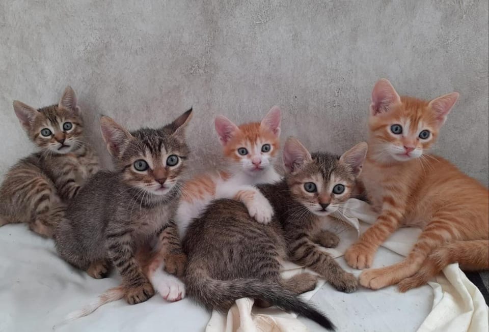 Animals, Pets