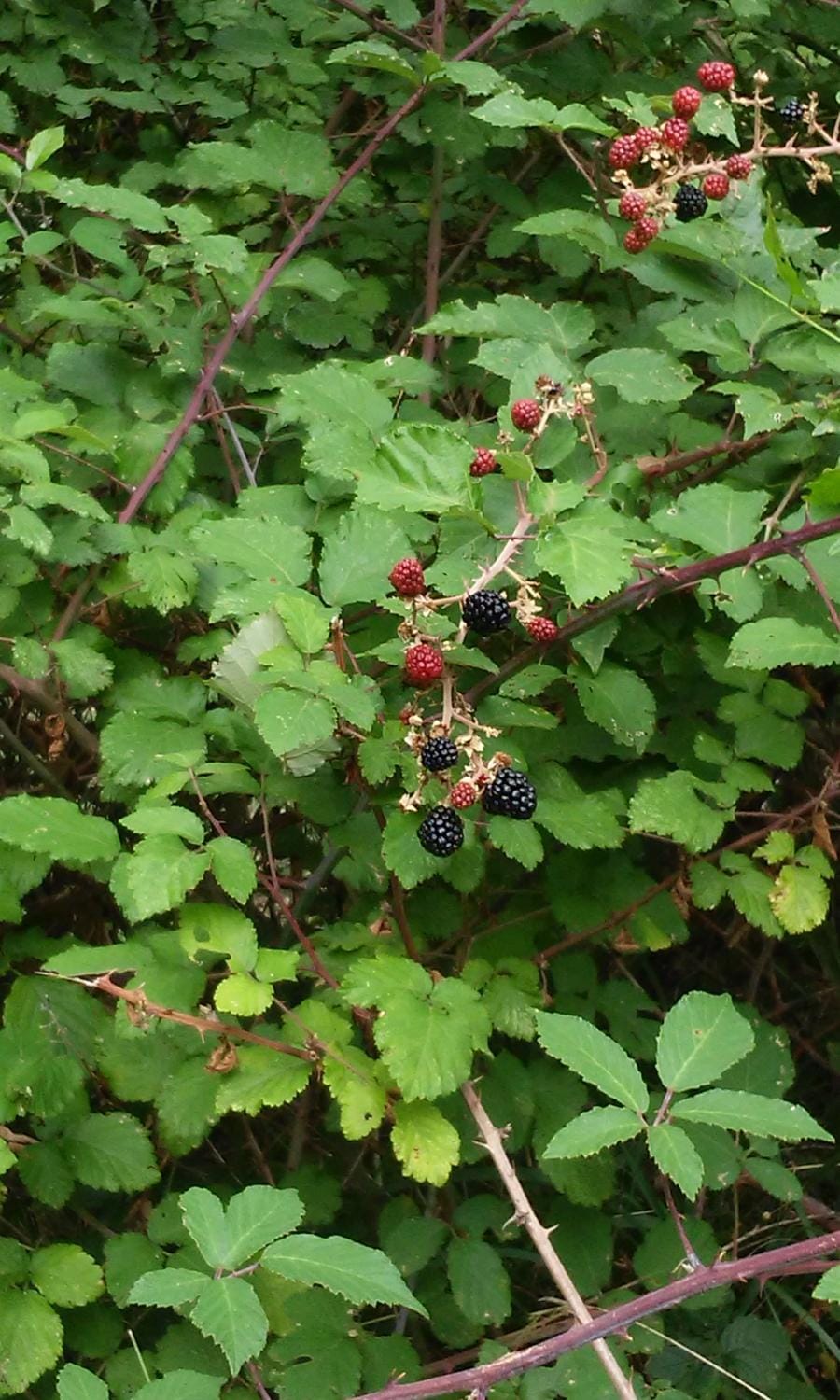 B&B Podere Bramapane House in Province of Massa and Carrara