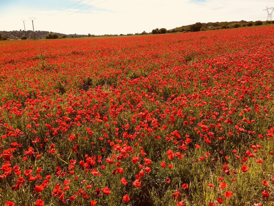 Spring, Natural landscape