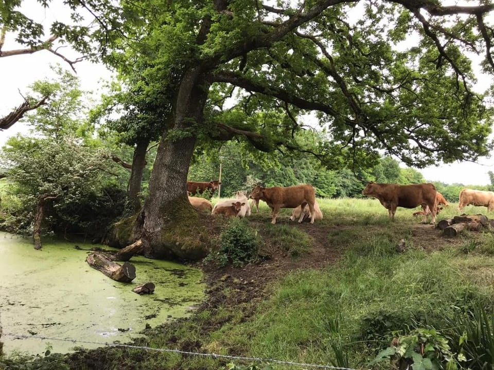 le Logis du Plessis Bed and Breakfast in Nouvelle-Aquitaine