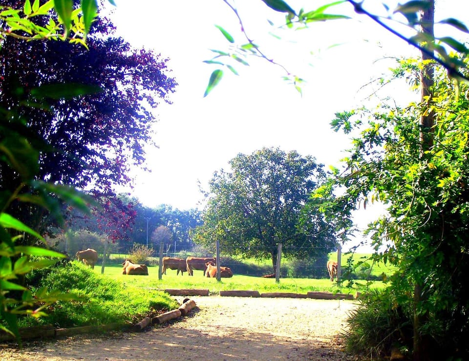 Patio, Garden, Garden view
