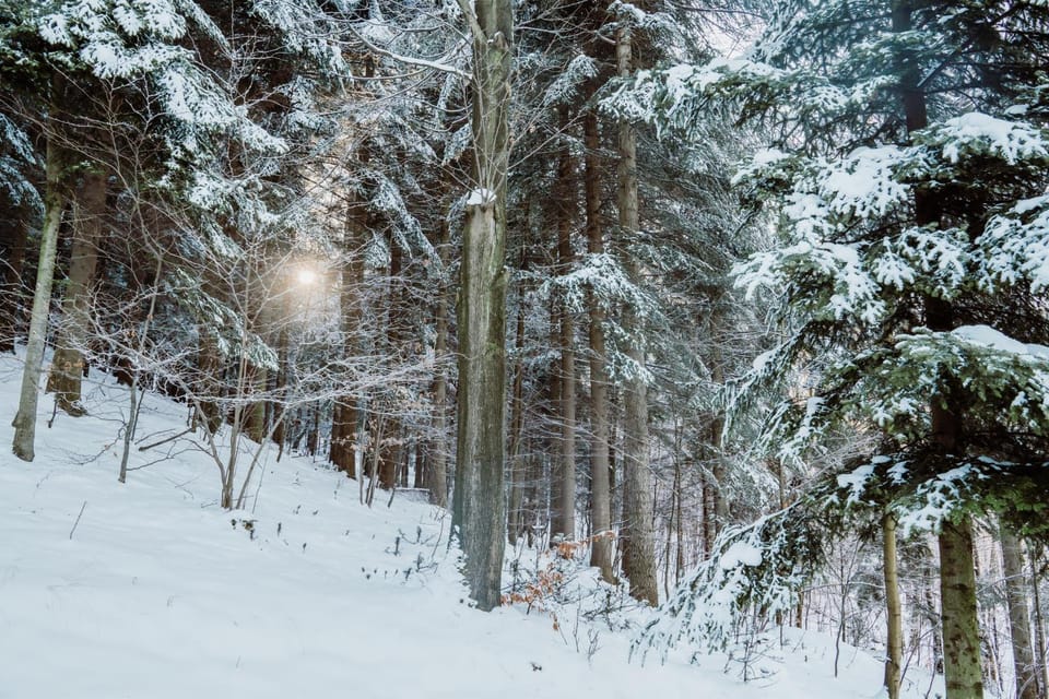 Winter, Garden