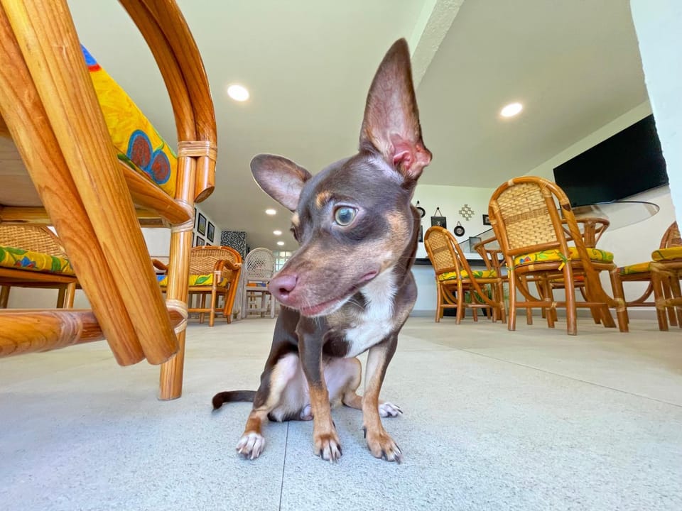 Animals, Animals, Animals, Pets, Pets, Pets