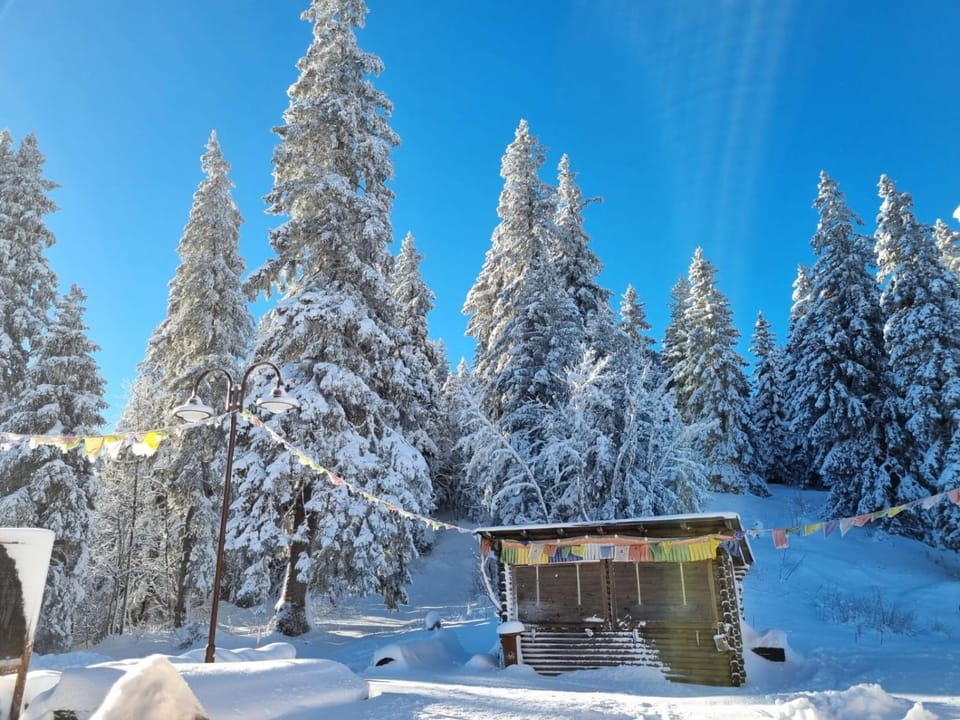 Day, Natural landscape, Winter, Garden view