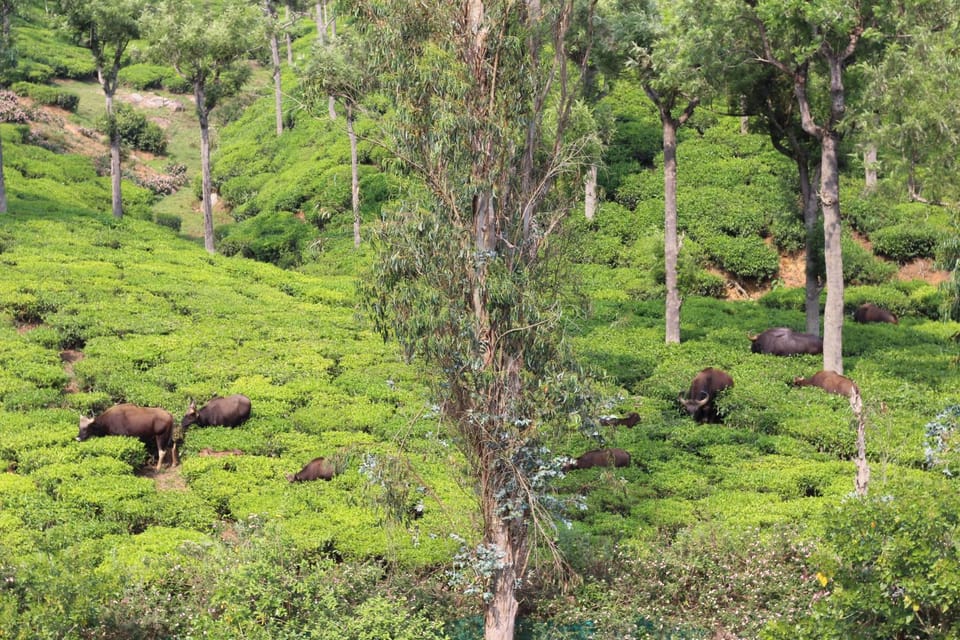 Rustling River Resort Resort in Kerala