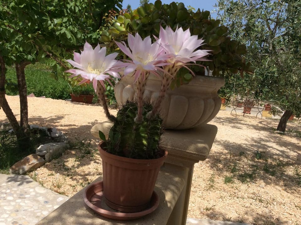 Spring, Day, Garden, Garden view