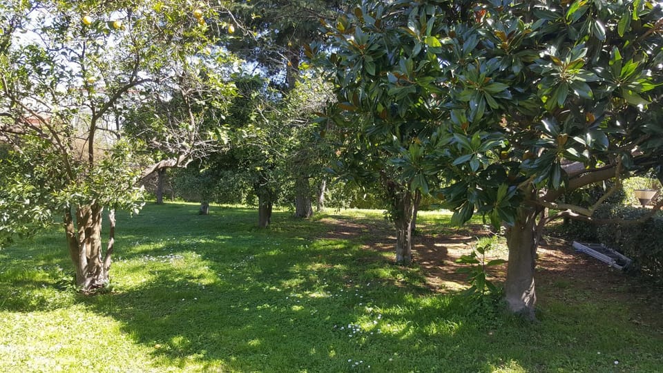 Property building, Natural landscape, Garden