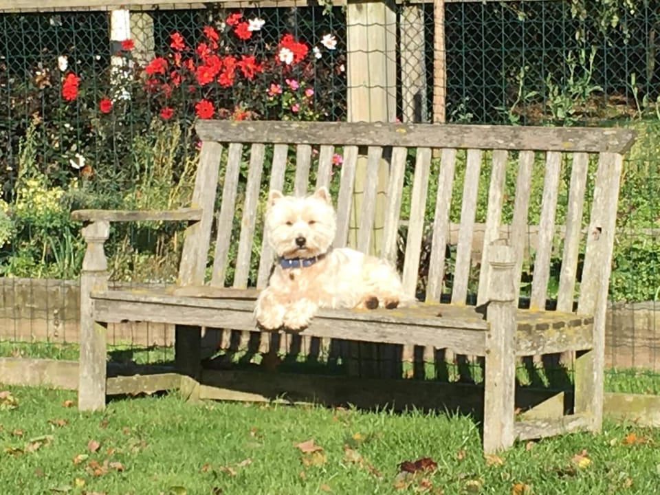 Garden, Pets