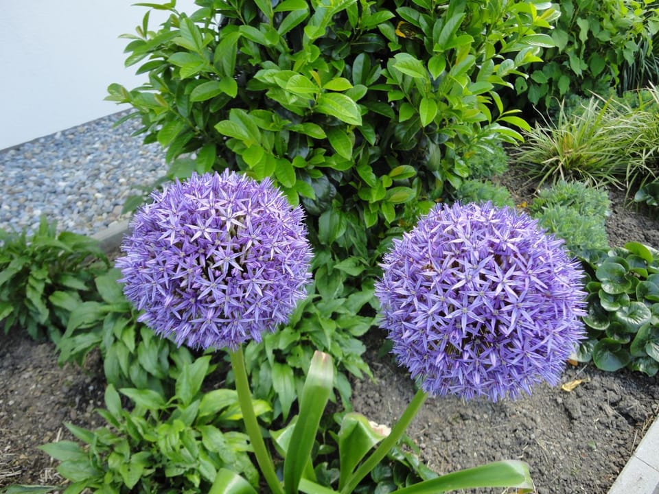 Garden view