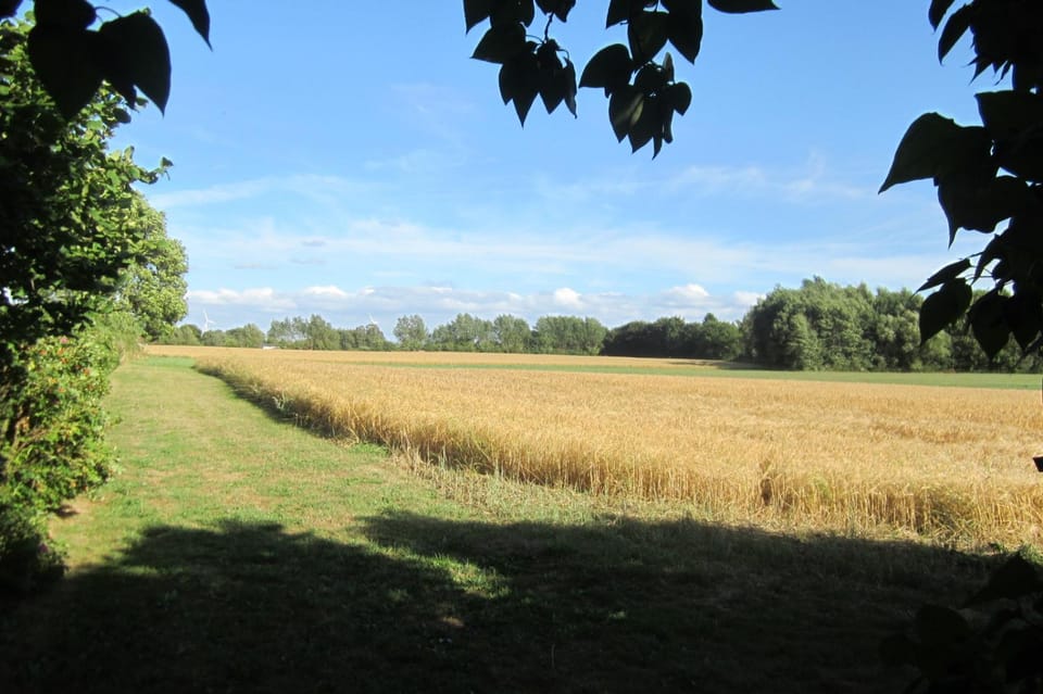 Natural landscape, Summer, Garden