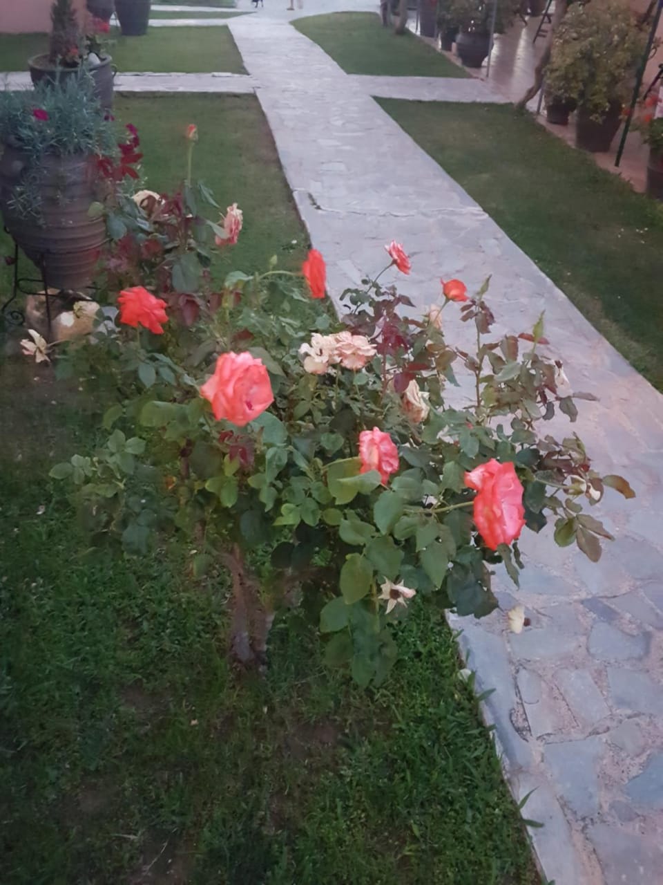 Garden view