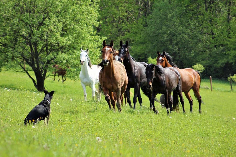 Horse-riding, Animals