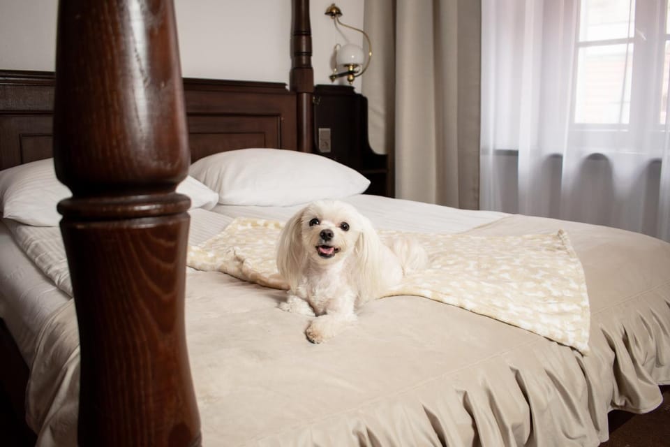 Bed, Photo of the whole room, Animals, Bedroom, Pets