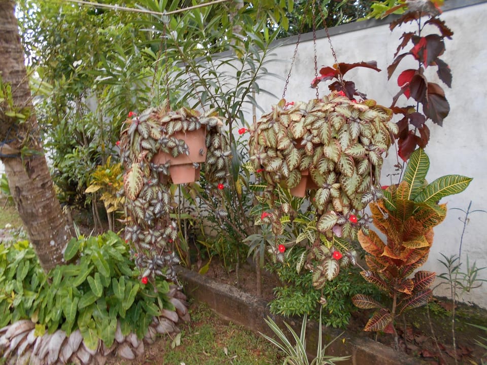 Nadee Villa 7 Bed and Breakfast in Western Province