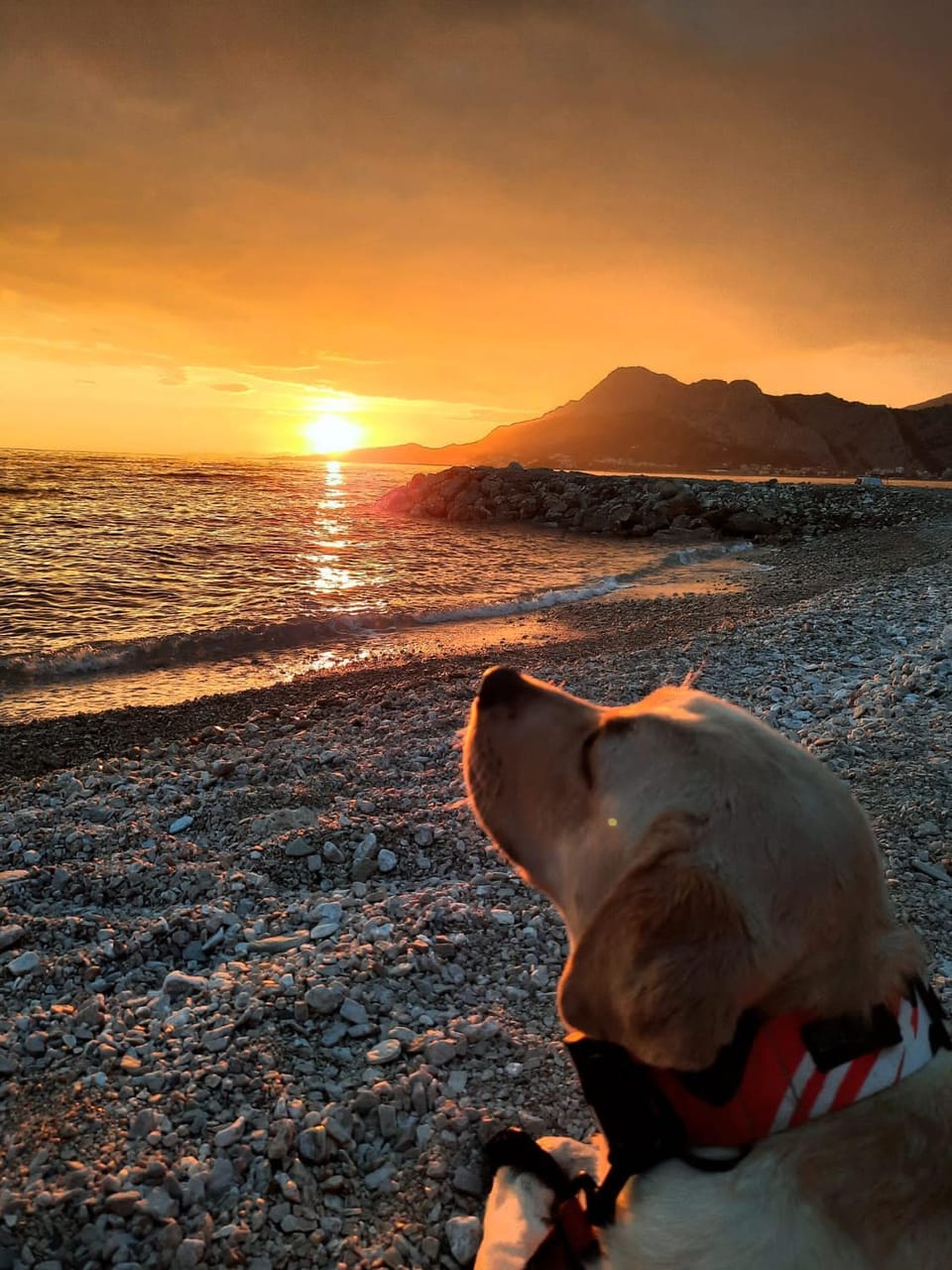 Pets, Sunset