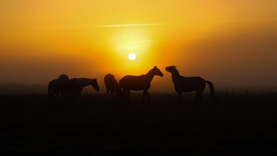 Animals, Lake view, Lake view, Landmark view, Landmark view, Sunset