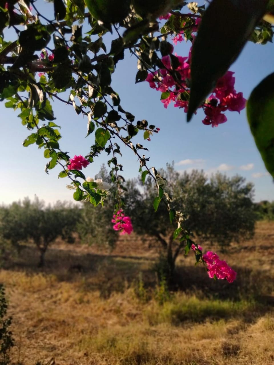 Al Profumo di Zagare Apartment in Sicily