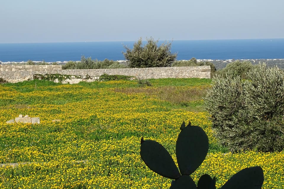 Garden view, Sea view