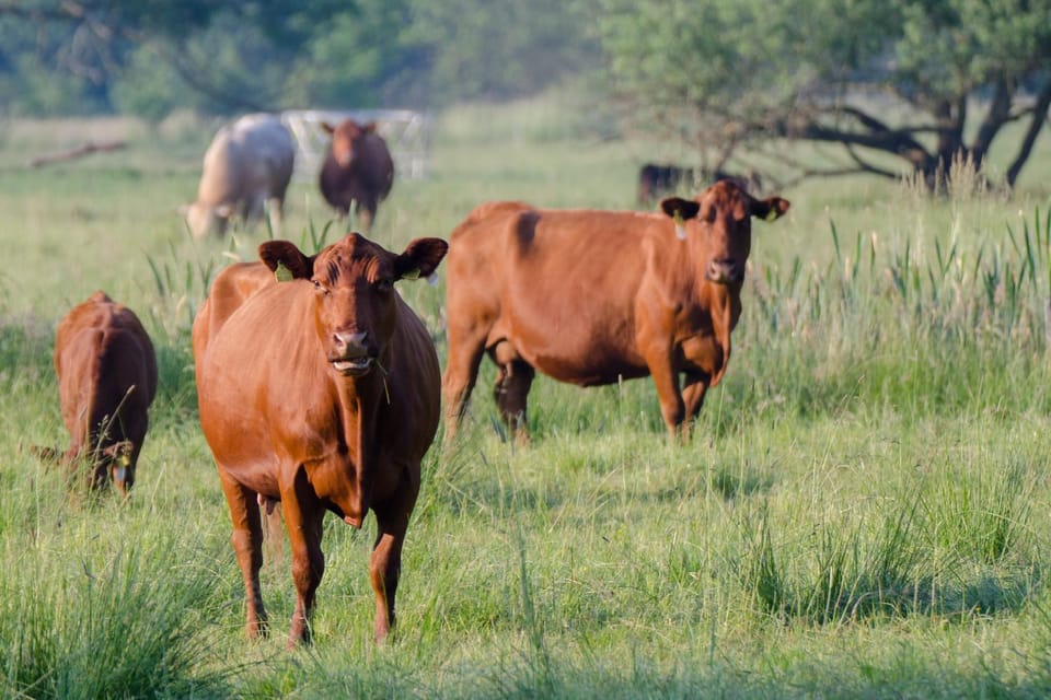 Natural landscape, Hiking, Animals, Pets