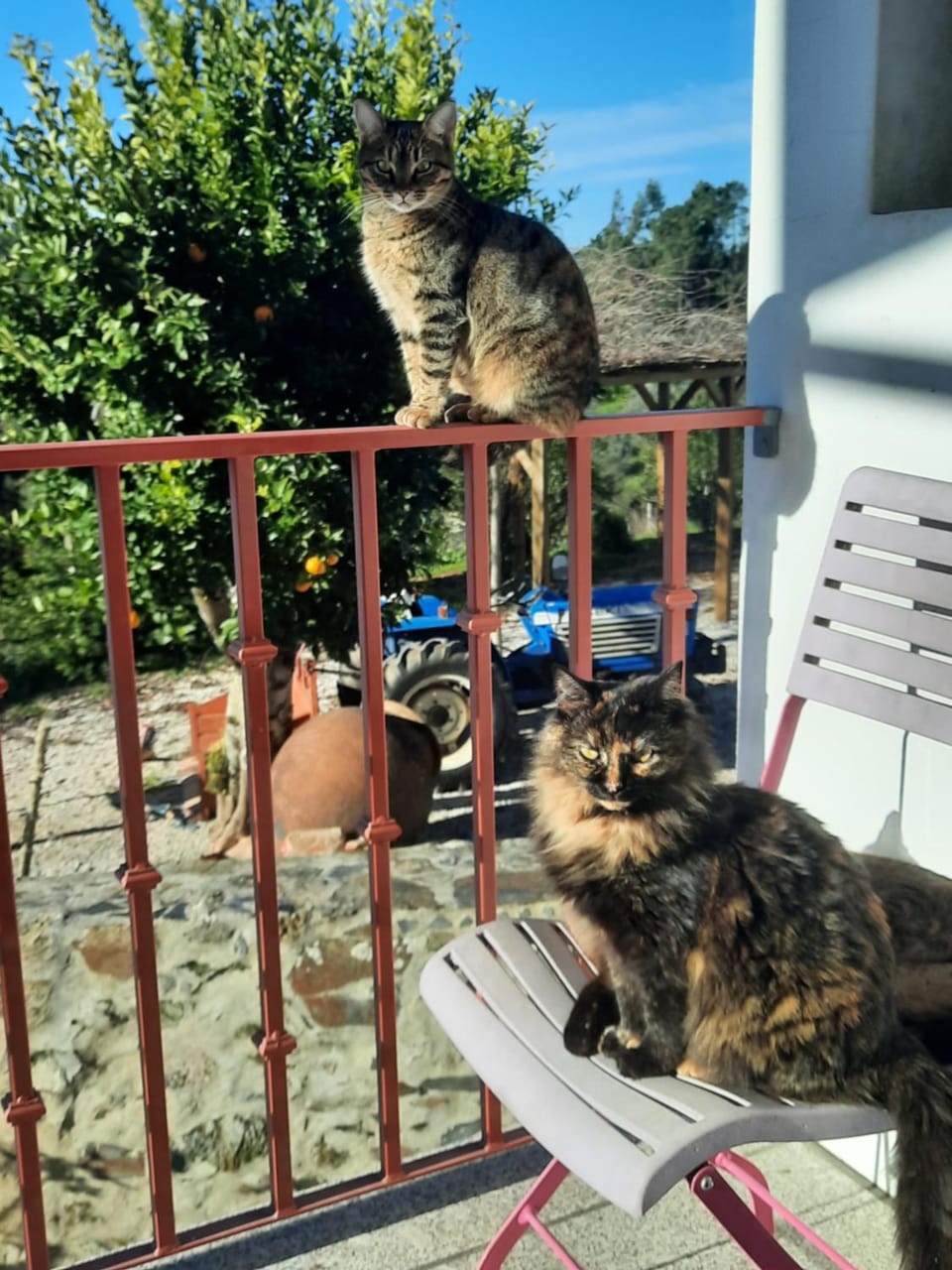 Pets
