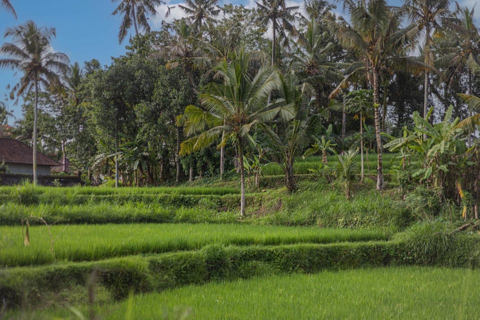 Natural landscape, Garden, Garden view