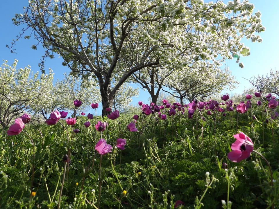 Spring, Natural landscape