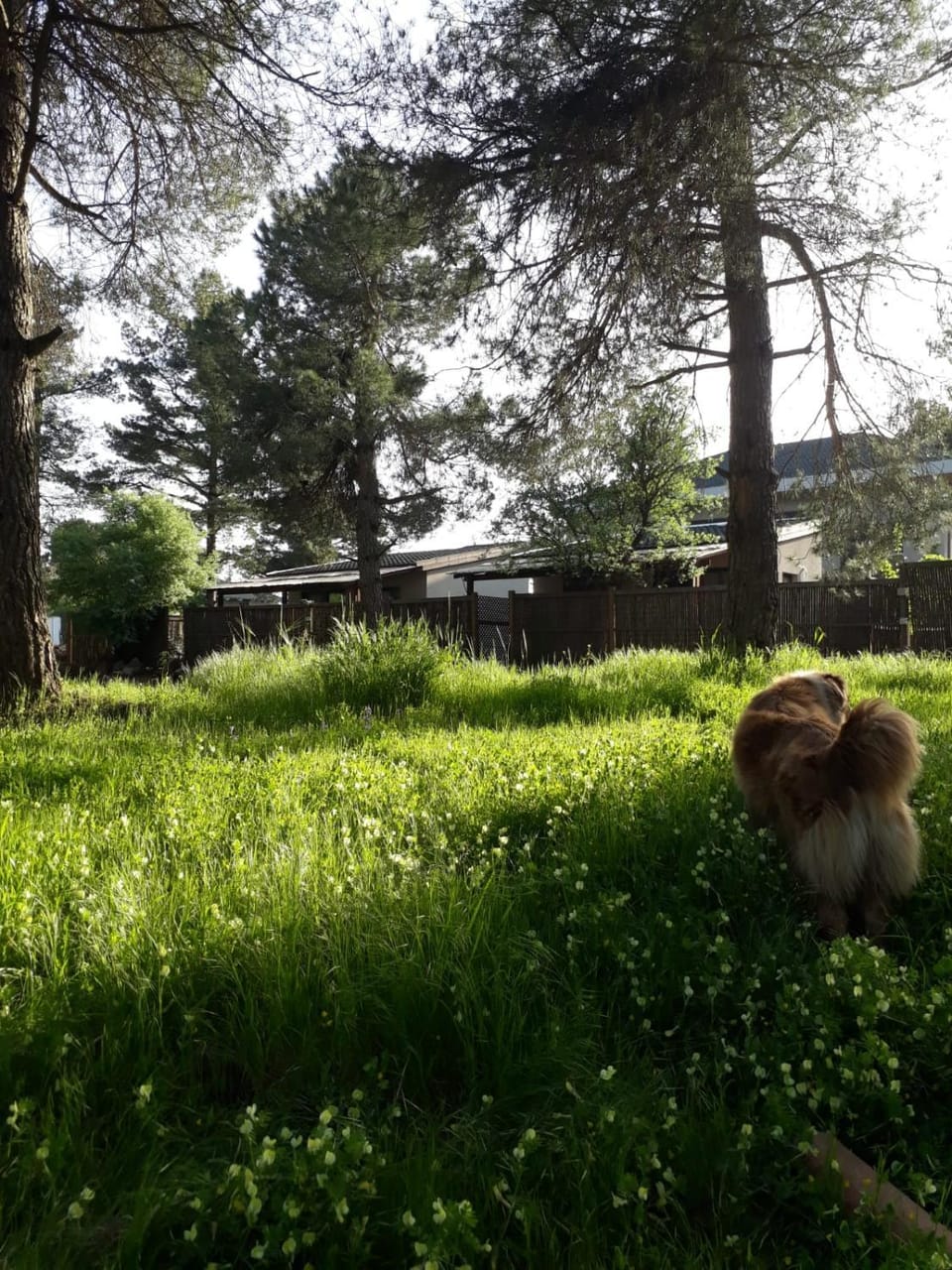Natural landscape, Balcony/Terrace, Pets