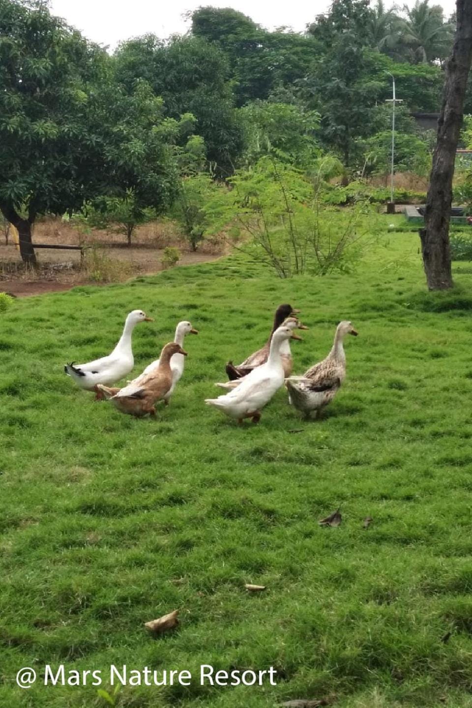 Garden, Animals