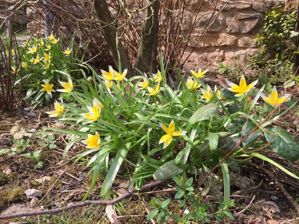 Garden, Garden