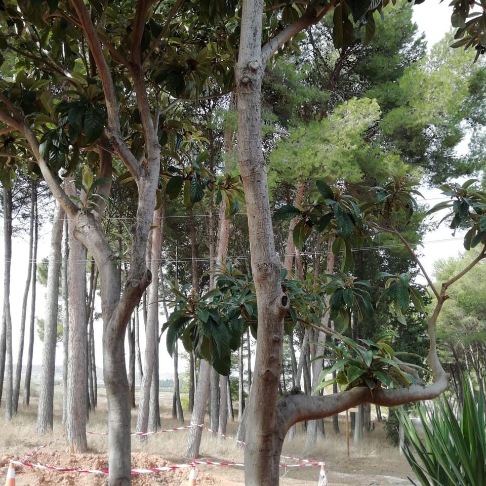 Natural landscape