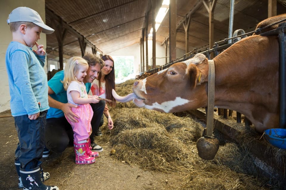Animals, Entertainment
