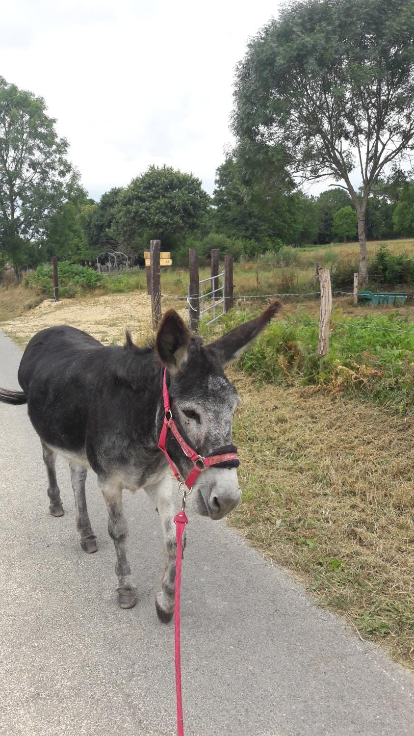 Activities, Garden, Animals, Pets