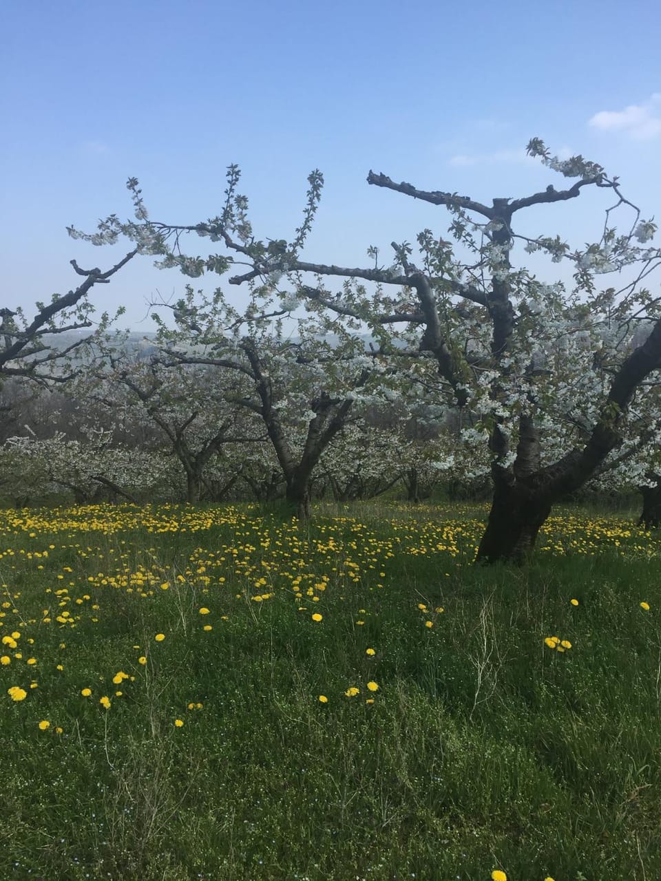 Spring, Natural landscape