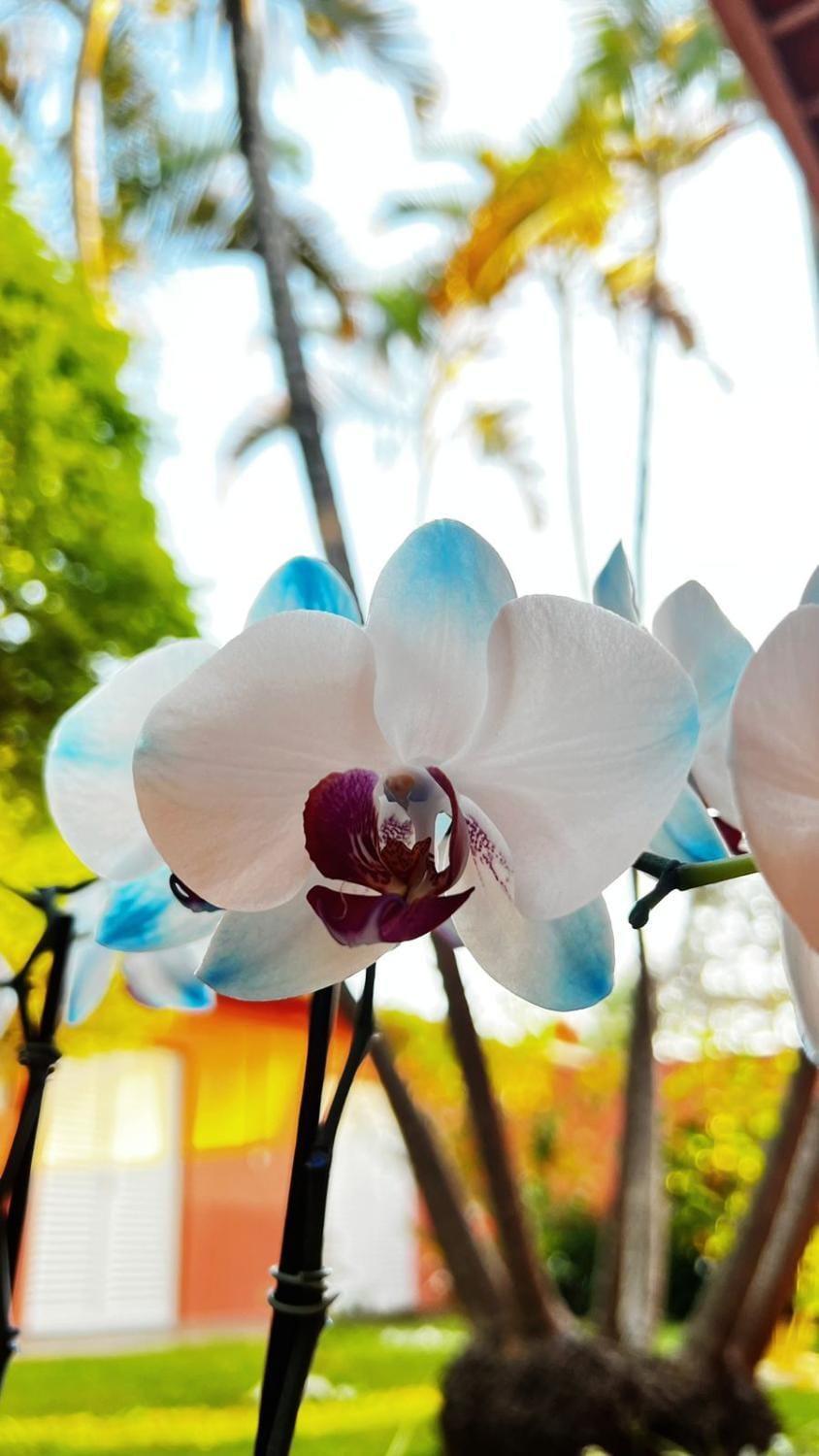 Spring, Day, Garden