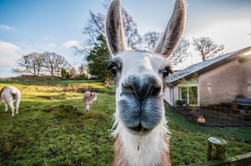 Day, Animals