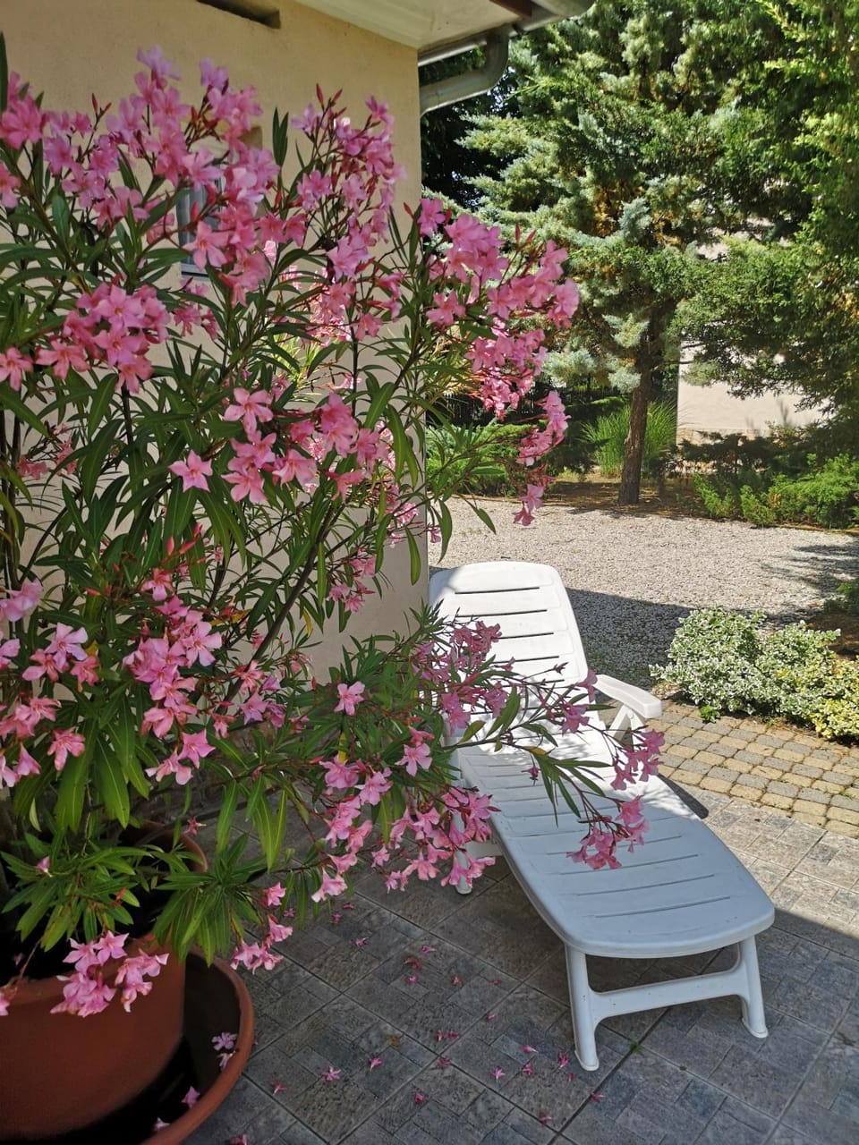 Property building, Garden, Garden view, sunbed