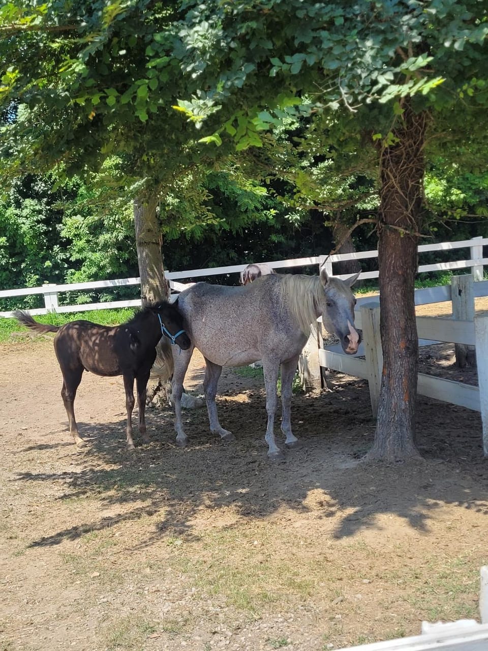 Animals
