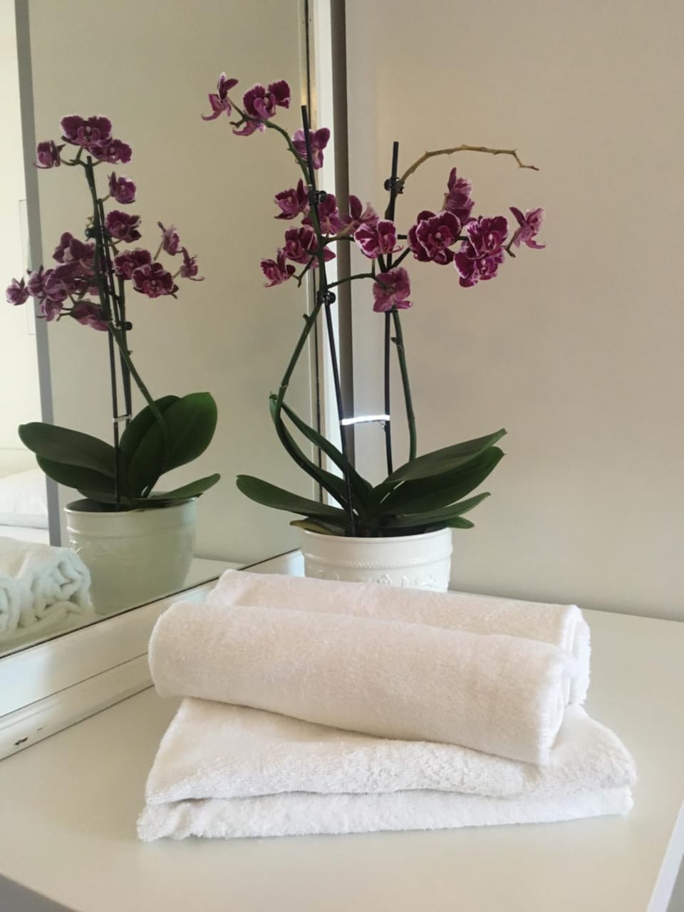 Animals, Animals, Animals, Pets, Pets, pet friendly, pet friendly, towels