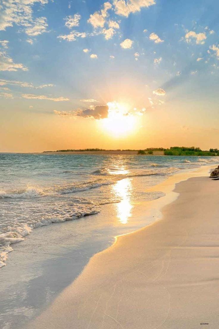 Beach, Pets
