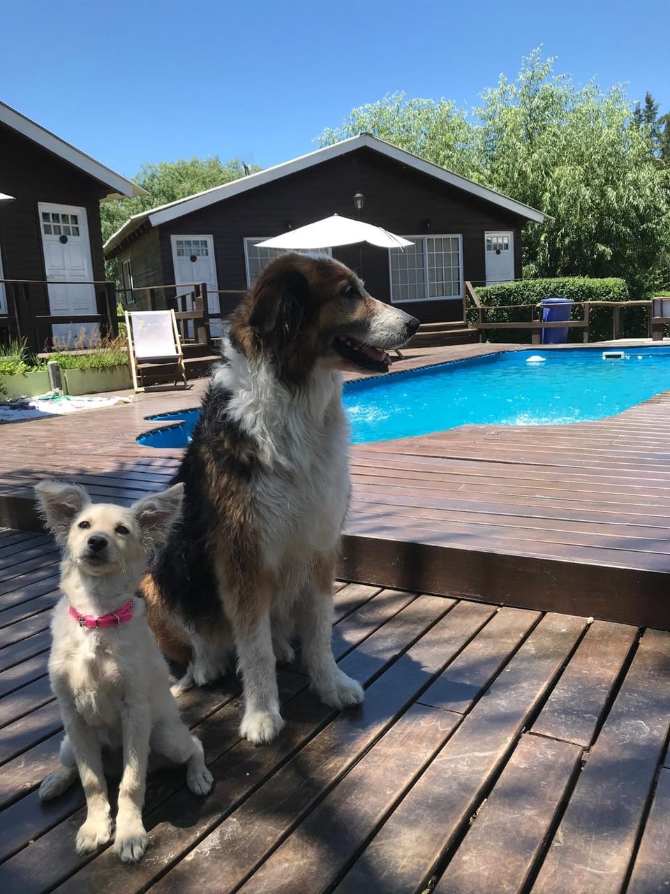 Day, Pets, Pool view, Swimming pool