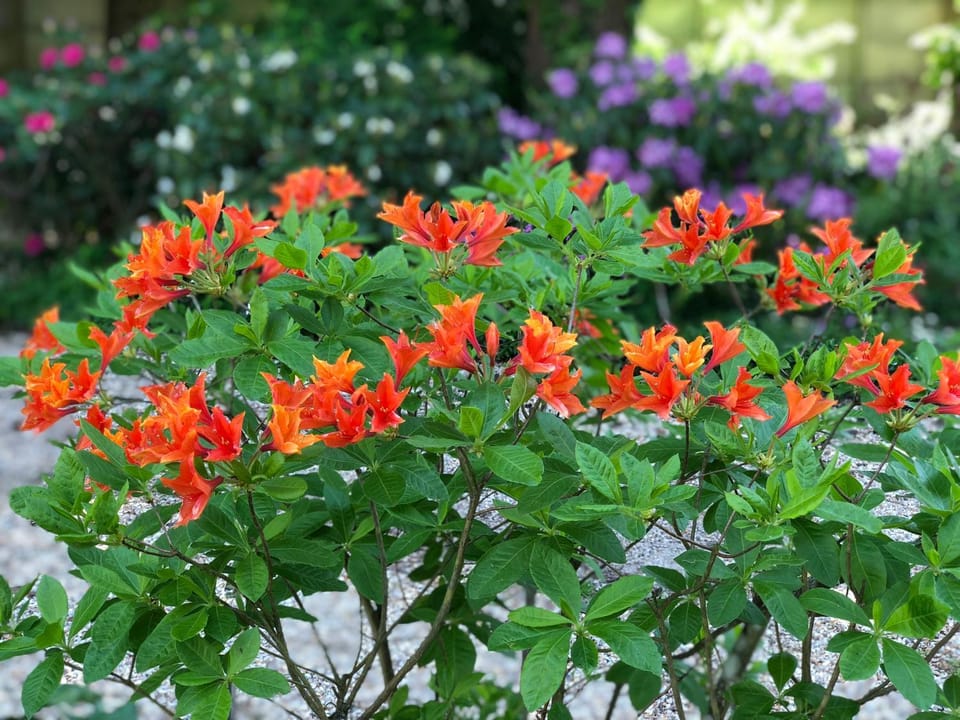 Spring, Garden