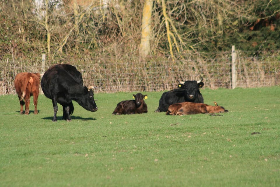 Animals