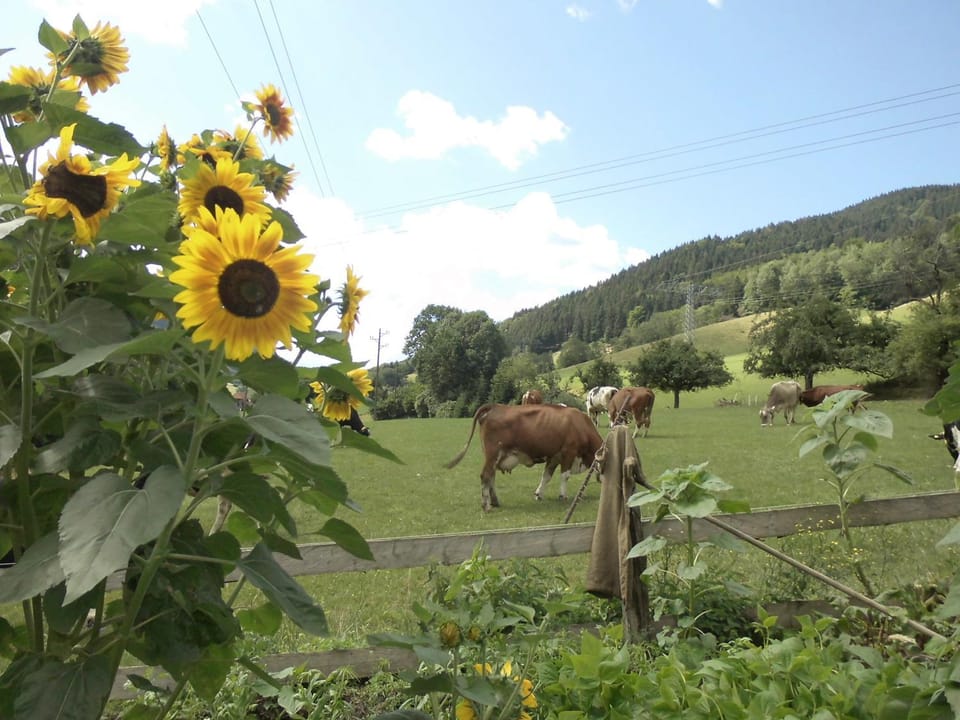 Natural landscape