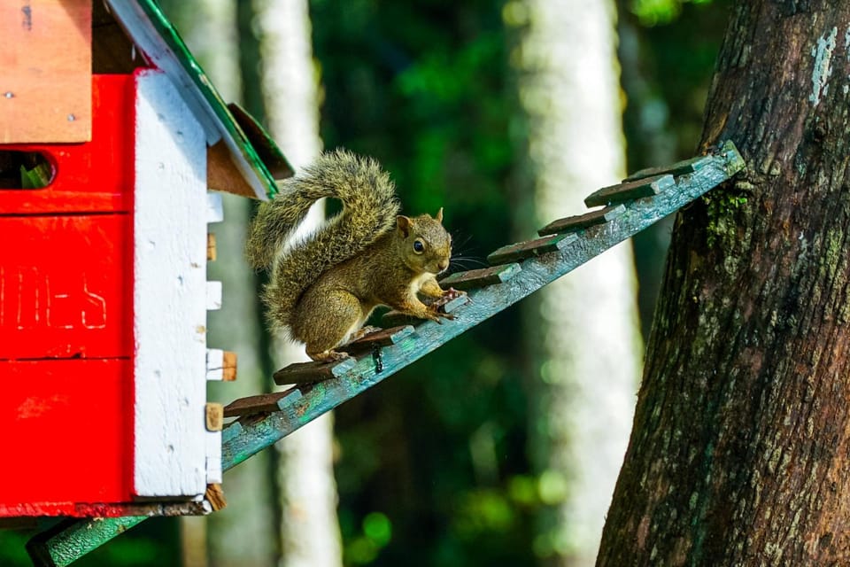 Day, Natural landscape, Animals