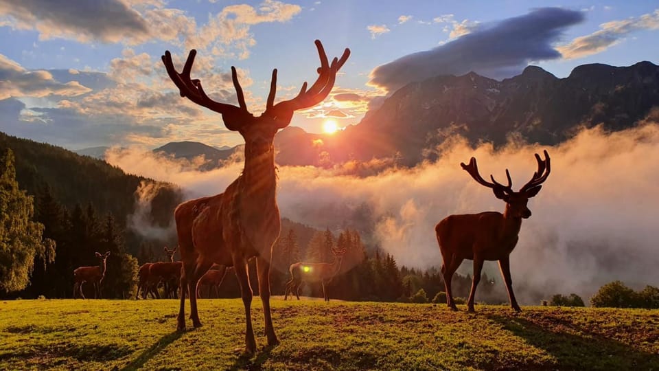 Animals, Pets, Sunset