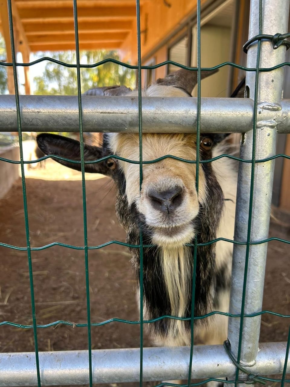Animals